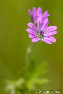 Geranium molle (Weicher Storchschnabel), 27.5.2025