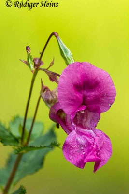 Impatiens glandulifera (Drüsiges Springkraut), 29.8.2017