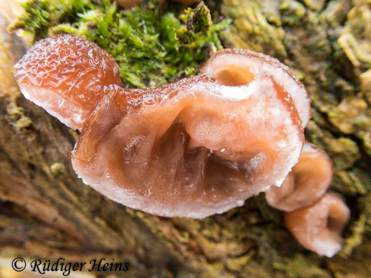 Judasohr (Auricularia auricula-judae), 6.12.2021 - Olympus Tough TG-5