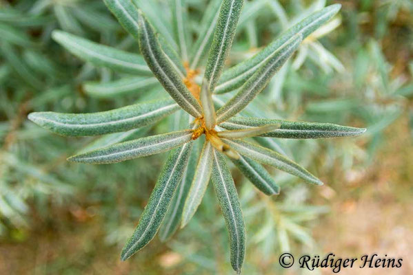 Hippophae rhamnoides (Sanddorn)