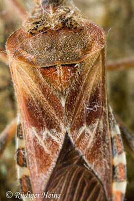 Leptoglossus occidentalis (Zapfenwanze), 24.10.2019