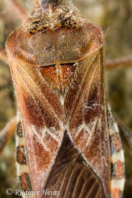 Leptoglossus occidentalis (Zapfenwanze)