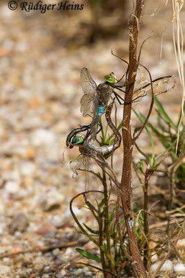 Anax parthenope, Kleine Königslibelle, Paarung
