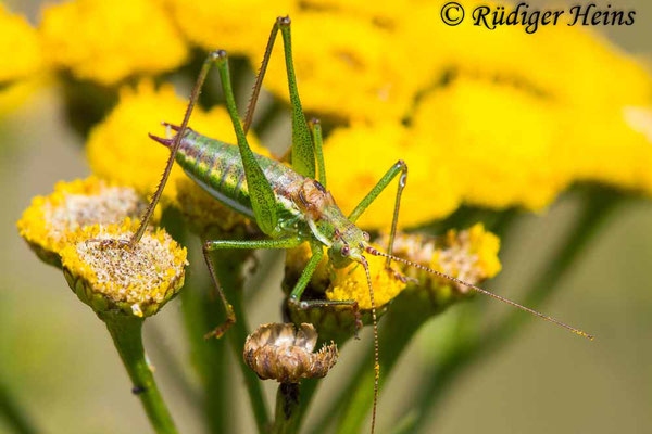 Leptophyes albovittata  (Gestreifte Zartschrecke) Männchen, 19.7.2024