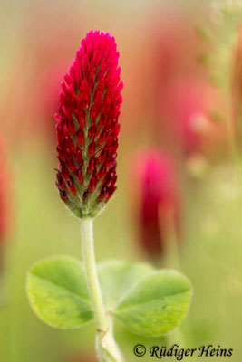 Trifolium incarnatum (Inkarnat-Klee)