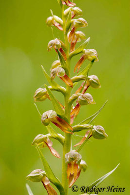 Dactylorhiza viridis (Grüne Hohlzunge), 18.5.2012