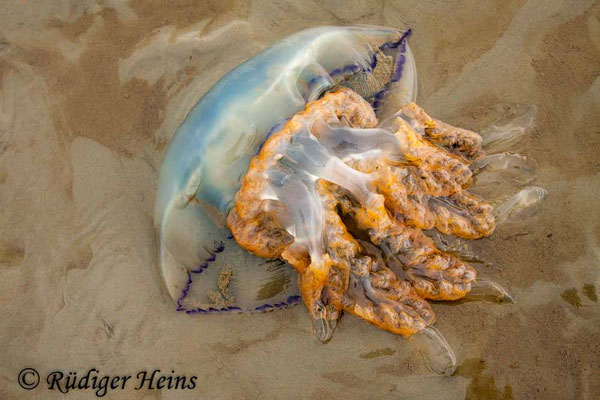 Rhizostoma octopus (Wurzelmundqualle)