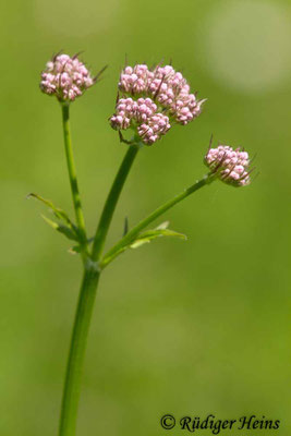 Valeriana officinalis, Echter Baldrian