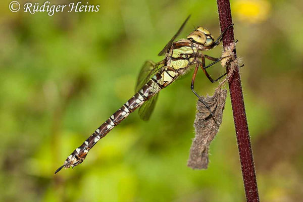 Aeshna cyanea, Blaugrüne Mosaikjungfer, Weibchen