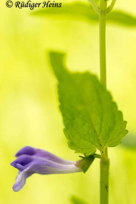 Scutellaria galericulata (Sumpf-Helmkraut), 17.6.2017