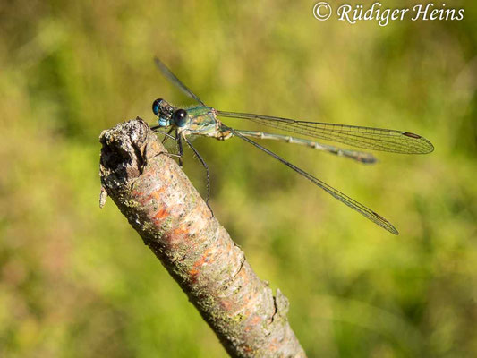 Chalcolestes viridis (Westliche Weidenjungfer) Männchen