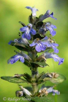 Ajuga reptans (Kriechender Günsel), 28.5.2017