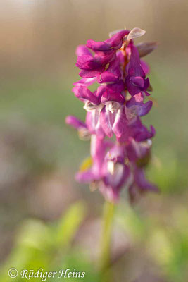 Hohler Lerchensporn (Corydalis cava), 6.4.2023 - Lensbaby Sweet 35mm f/2