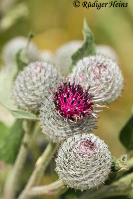 Arctium tomentosum (Filz-Klette), 28.7.2013
