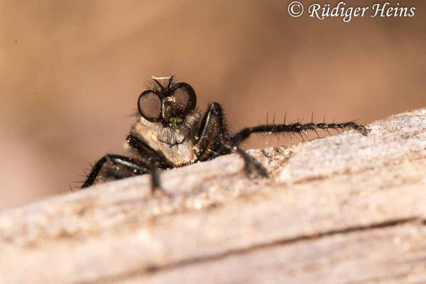 Lasiopogon cinctus (Gemeiner Grauwicht) Männchen, 2.5.2022