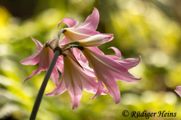 Amaryllis belladonna (Belladonnalilie), 2.10.2021