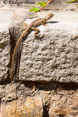 Calotes versicolor (Blutsaugeragame), 25.1.2018