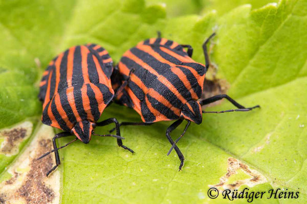 Graphosoma lineatum (Streifenwanze), 20.8.2021