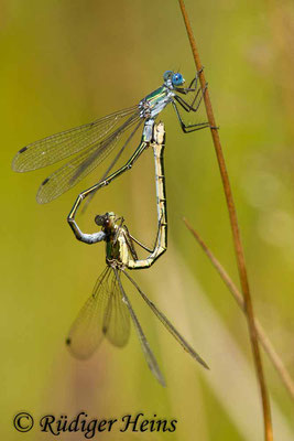 Lestes sponsa (Gemeine Binsenjungfer) Paarungsrad, 6.7.2017