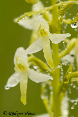 Platanthera bifolia  (Zweiblättrige Waldhyazinthe), 4.6.2014