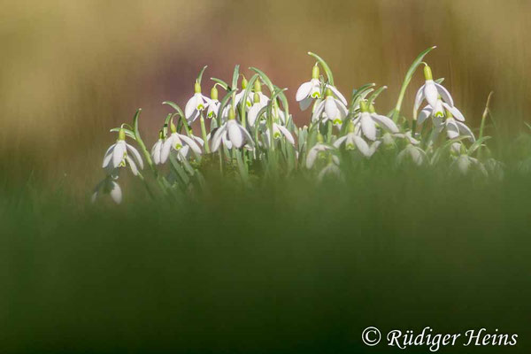 Galanthus nivalis (Schneeglöckchen)