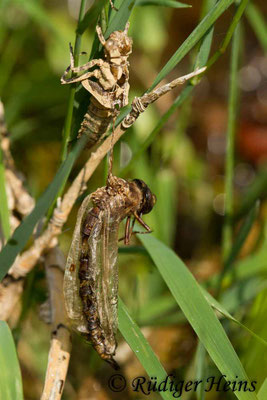 Boyeria irene, Westliche Geisterlibelle, Schlupfunfall