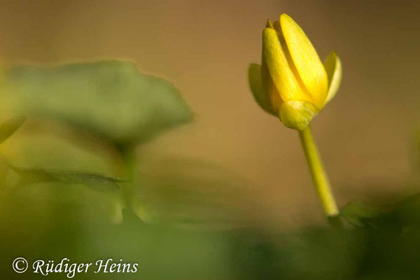 Ranunculus ficaria (Scharbockskraut), 3.4.2022