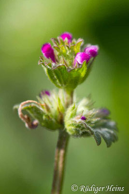 Lamium amplexicaule (Stängelumfassende Taubnessel), 8.5.2020