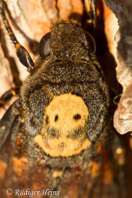 Acherontia atropos (Totenkopfschwärmer), 11.10.2013