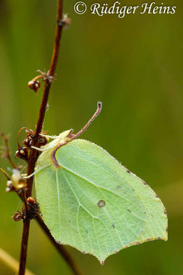 Gonepteryx rhamni (Zitronenfalter), 4.8.2012