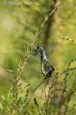 Östliche Moosjungfer (Leucorrhinia albifrons) Paarungsrad, 24.6.2022 - Makroobjektiv 180mm f/3.5