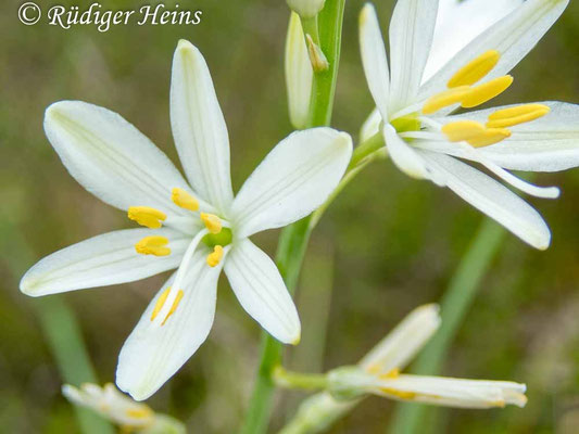 Anthericum ramosum (Ästige Graslilie)