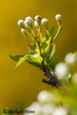Crataegus monogyna (Eingriffeliger Weißdorn)