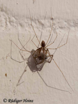 Pholcus phalangioides (Große Zitterspinne), 30.8.2015