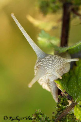 Helix pomatia (Weinbergschnecke), 25.8.2017