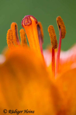 Lilium bulbiferum (Feuer-Lilie)