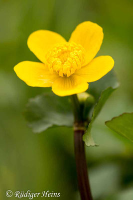 Caltha palustris (Sumpfdotterblume)