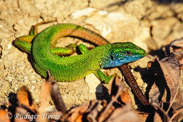 Lacerta viridis (Östliche Smaragdeidechse) Männchen