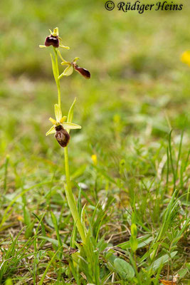 Ophrys araneola (Kleine Spinnen-Ragwurz), 1.5.2014