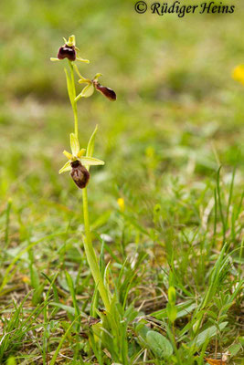 Ophrys araneola (Kleine Spinnen-Ragwurz)