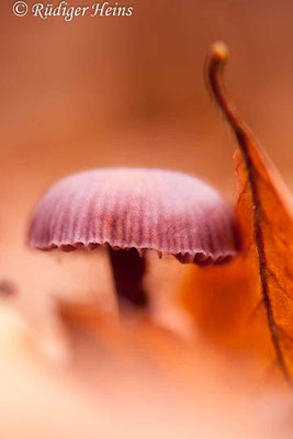 Laccaria amethystea (Violetter Lacktrichterling), 7.11.2015