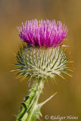 Onopordum acanthium (Gewöhnliche Eselsdistel), 22.7.2012
