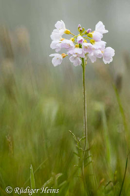 Cardamine pratensis (Wiesen-Schaumkraut), 19.5.2021