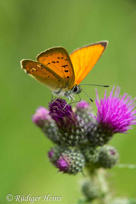 Lycaena dispar (Großer Feuerfalter), 10.7.2019