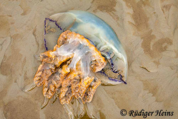 Rhizostoma octopus (Wurzelmundqualle)
