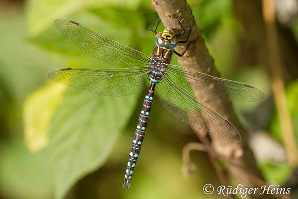 Aeshna juncea, Torf-Mosaikjungfer, Männchen