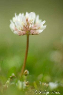 Trifolium repens (Weißklee)