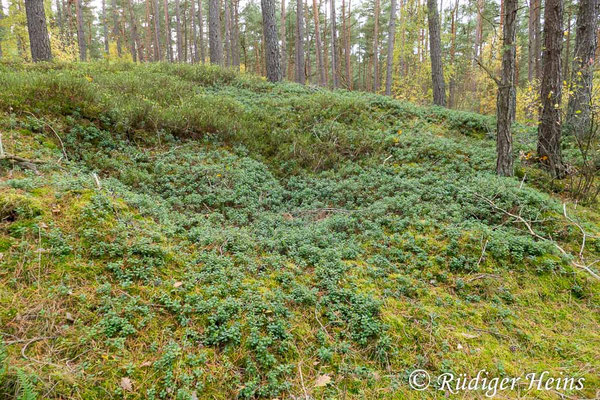 Vaccinium vitis-idaea (Preiselbeere), 3.11.2022