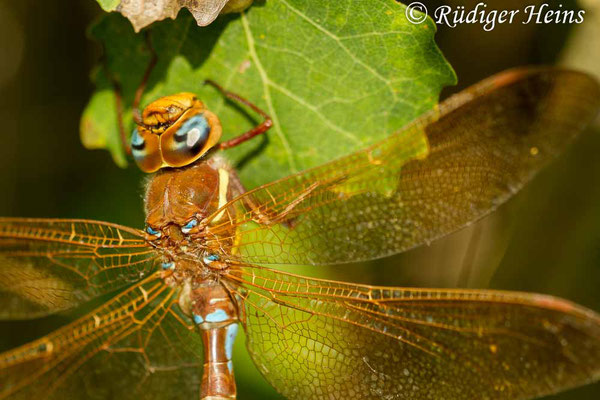 Aeshna grandis (Braune Mosaikjungfer) Männchen, 16.9.2012