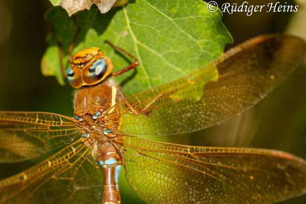 Aeshna grandis, Braune Mosaikjungfer, Männchen